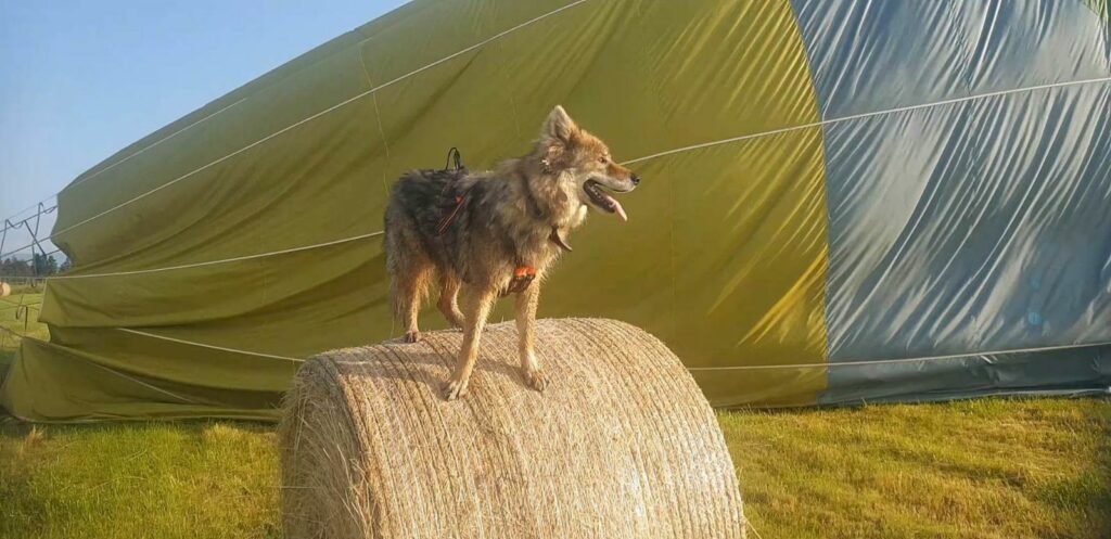 Loup en laisse montgolfière Cantal Auvergne