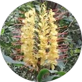 Iris B. Avatar